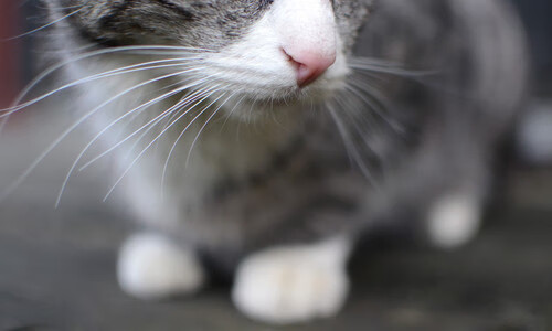 当欧冠遇上独行侠，东契奇半决赛之夜，给足球世界的篮球教科书